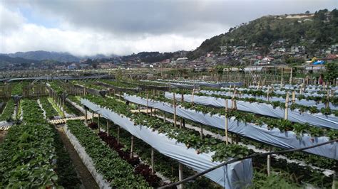 Strawberry Hydroponic Cultivation In The North Of The Philippines