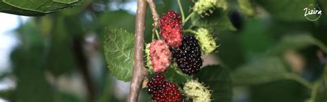 7 Wonderful Health Benefits of Mulberry fruit (Shahtoot)