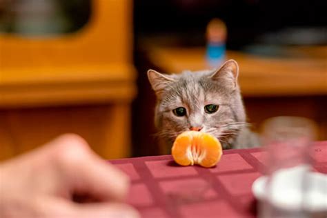 13 Frutas Que Gatos Podem Comer E 8 Frutas Proibidas