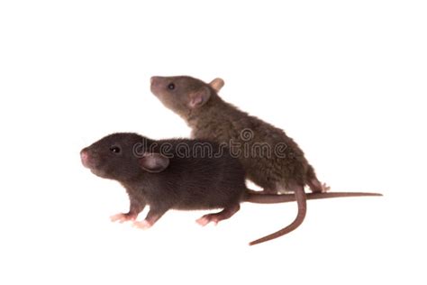 Portrait Of Two Baby Rats Stock Photo Image Of Black 219915702