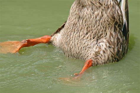 Bottoms Up Duck Free Stock Photo Public Domain Pictures