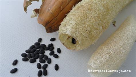 C Mo Cultivar Una Esponja Vegetal O Luffa Huerta Del Corneja