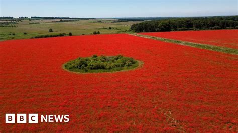 Rewilding Creates A Sea Of Red Poppies In Great Massingham Bbc News