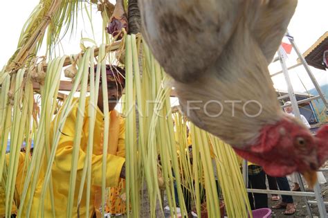 Ritual Adat Povunja Antara Foto