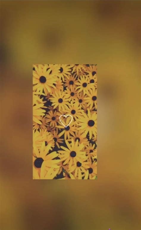 Yellow sunflower wallpaper