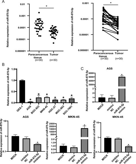 Expression Of Mir P In Gc Tissues And Gc Cells A The Mirna