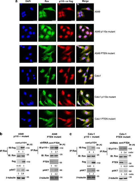 Kras Interacts With P110α Or Its Mutant Status In Nsclc Cells A The