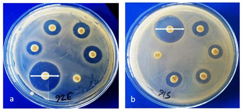 A B Antimicrobial Susceptibility Tests Of E Coli By Disc Diffusion