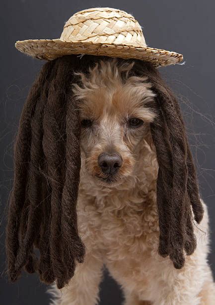 Poodle With Dreads Stock Photos Pictures And Royalty Free Images Istock