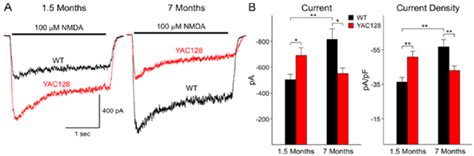 Biphasic Changes In Nmda Receptor Mediated Currents And Current