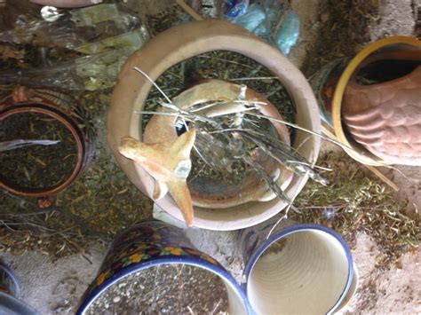 Pack Rats - Natural or Nuisance