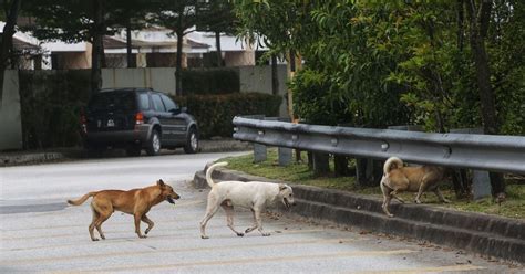 JPV Ambil Sampel Siasat Punca Kematian 27 Anjing Liar Harian Metro