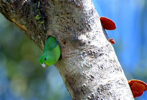 Pacific Parrotlet Its Maybe The Smallest Parrot In The World Height