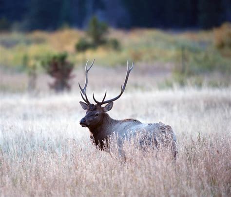 11 Different Types Of Elk American And Asian