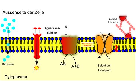 Transportvorgänge in der Zellmembran - Zytologie