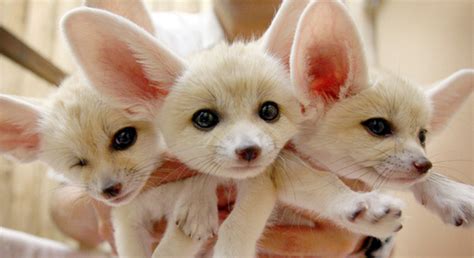 25 Fun Facts About Fennec Foxes Animalogic