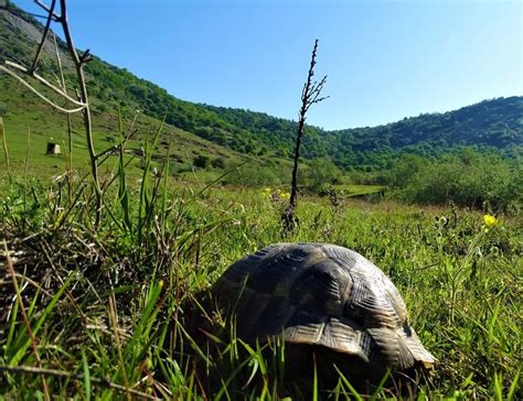 S A Deschis Sezonul Turistic N Parcul Na Ional Mun Ii M Cinului