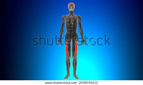 Vastus Intermedius Muscle Anatomy Medical Concept Stock Illustration