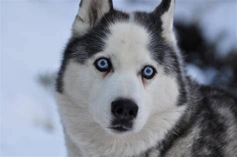Chien Husky: caractéristiques et photos