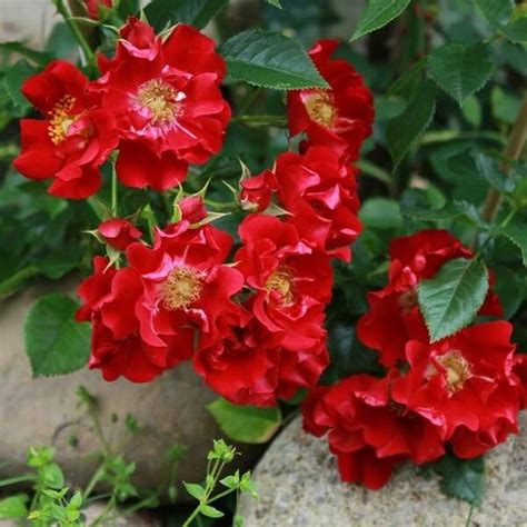 Роза почвопокровная Чимо: купить в Москве саженцы Rosa Chimo в ...