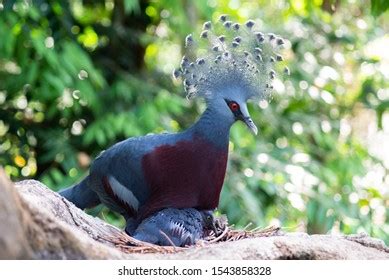 Victoria Crowned Pigeon Hatching Baby Victoria Stock Photo 1543858328 ...