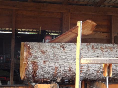 Sourcing Wood for our Benches - Friends of the South Downs