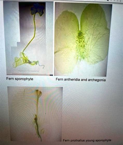 Fern Prothallia Antheridia And Archegonia