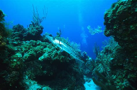 Karibik Kuba Tauchen Unterwasser Cayo Santa Maria31 Nautilus Tauchreisen