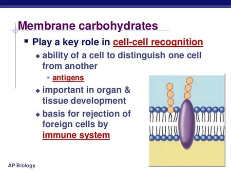 function of bacterial cell membrane