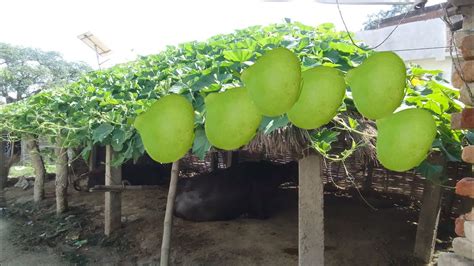 How To Grow Bottle Gourd At Home In Pots Gardener Youtube