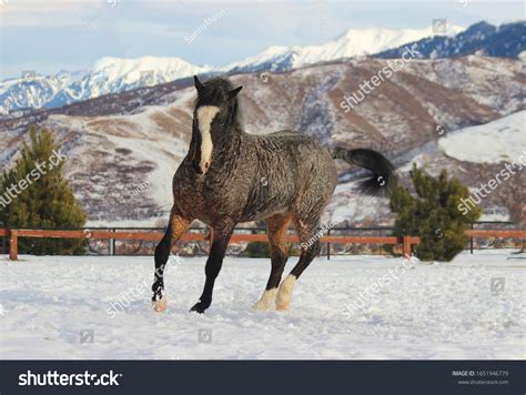 American Curly Breed Horse Stallion Collection Stock Photo 1651946779 ...