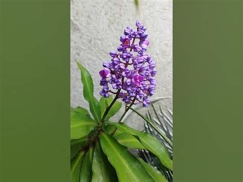 Cana De Macaco Roxa - cana do brejo de flores roxa #cana de macaco#cana do brejo #shorts ...