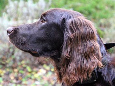 Are German Longhaired Pointer The Most Intelligent Dogs