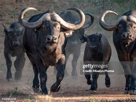 401 Stampede Africa Stock Photos, High-Res Pictures, and Images - Getty Images