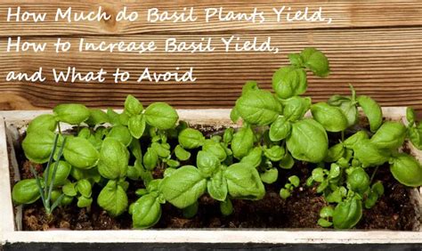 This Is How Much Basil Can Yield And How To Maximize It Gardening Break