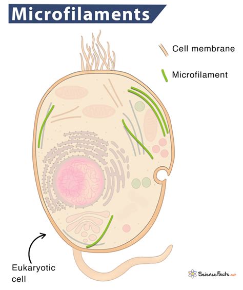 Life Science - Page 15 of 29 - Science Facts