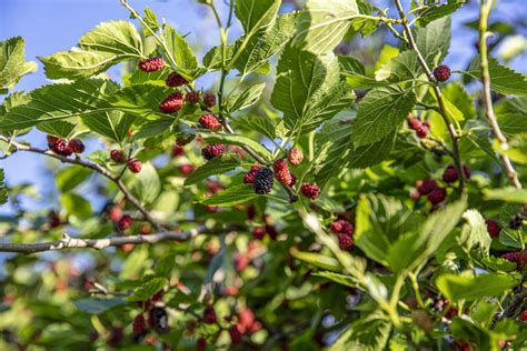 Black Mulberry – Chestnut Hill Nursery