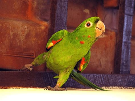 Dancing Parrot Royalty-Free Images, Stock Photos & Pictures | Shutterstock