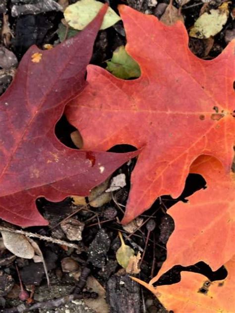 A Fall Color Tour In Ludington Michigan Story Follow The Piper