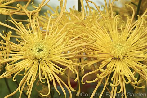 Chrysanthemum Morifolium Golden Splendor Photo At Pictures Of Plants