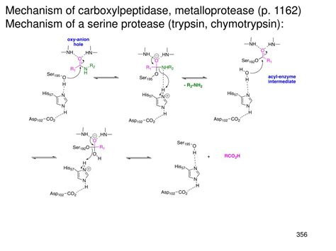 Ppt Chapter 25 Amino Acids Peptides And Proteins Monomer Unit Amino Acids Biopolymer