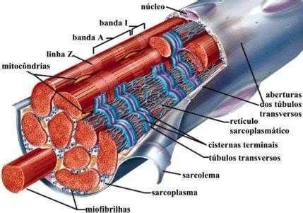 Saiba Tudo Sobre Hipertrofia Miofibrilar E Sarcoplasm Tica Assessoria