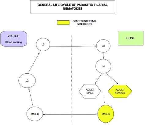 The general life cycle of parasitic filarial worms. | Download ...