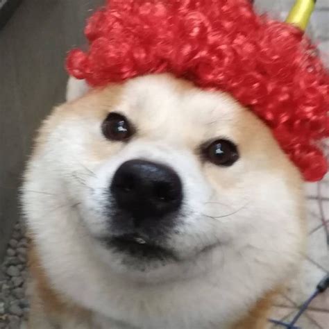 柴犬やまと shibainu yamato shiba inu yamato Threads Say more