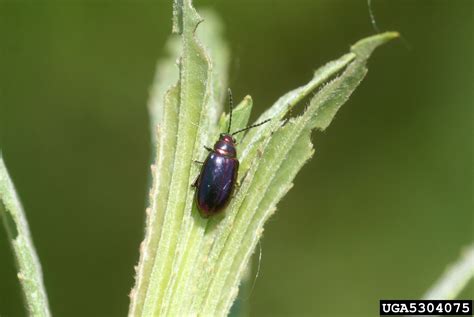 Apple Flea Beetle Altica Foliaceae