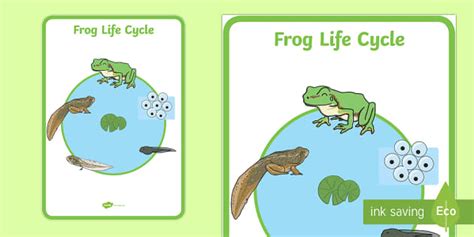 Frog Life Cycle Poster Lehrer Gemacht Twinkl