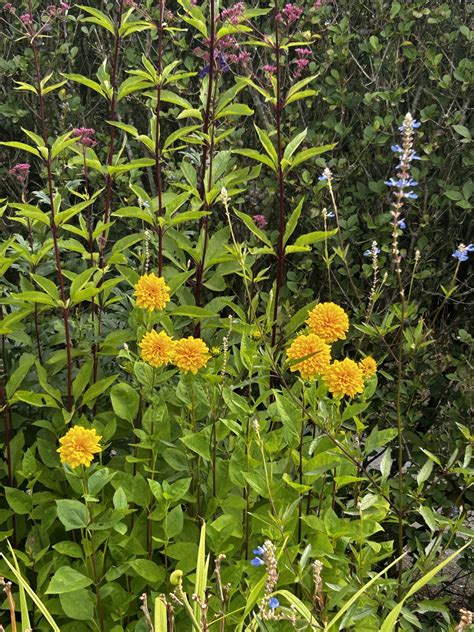 Helianthus dec. 'Soleil d'Or' - Kilmurry Nursery