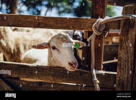 Group Of Sheep In Farm Modern Farming Dairy And Meat Production