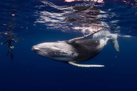 Swimming With Humpback Whales The Best Destinations In The World