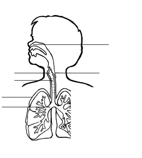 Sistema Respiratorio Para Colorear Imagui